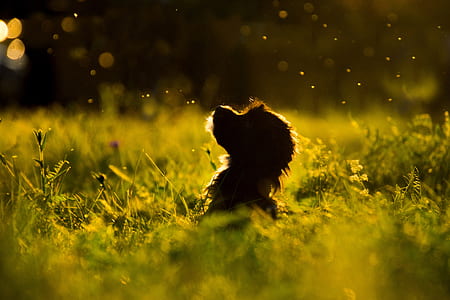 time lapse photography of dog standing on grass field thumbnail