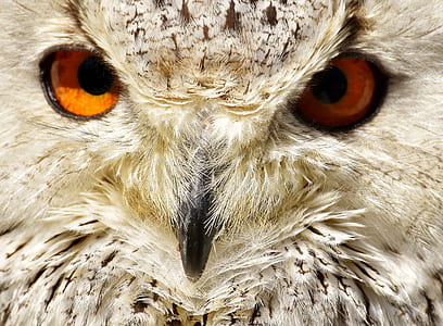 portrait photography of white and black owl thumbnail