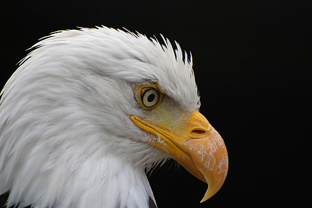 closeup photography of bald eagle thumbnail