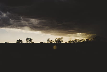 silhouette of trees during daytime thumbnail