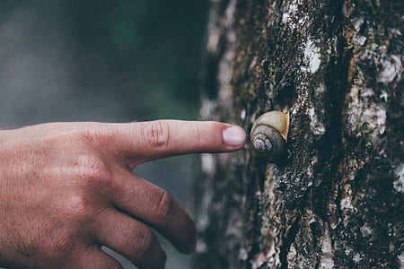 person about to touch snail on brown trunk thumbnail