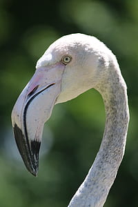 flamingo photography thumbnail