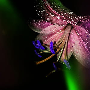 pink lily flower isolated on black background thumbnail