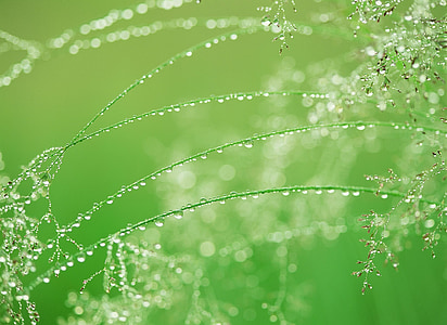 water dew on green grass thumbnail