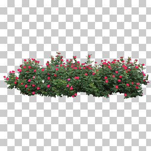 Centifolia roses Shrub Tree , Rose Bush, pink petaled flowers PNG clipart