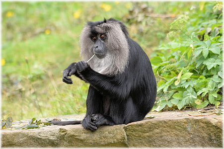 black and grey baboon closeup photo thumbnail