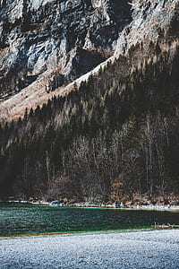 sea near pinetrees thumbnail