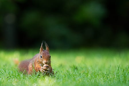 selective focus photography of squirrel holding nut thumbnail