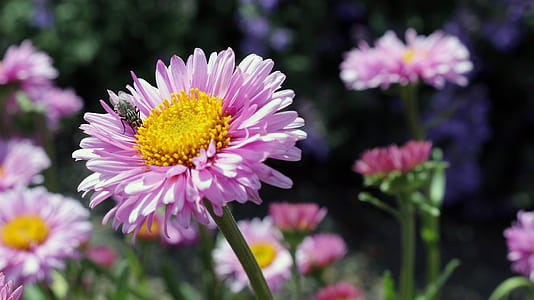 close-up photo of purple daisy flower thumbnail