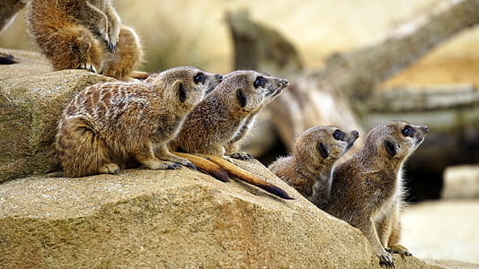 opposums on rock formation thumbnail