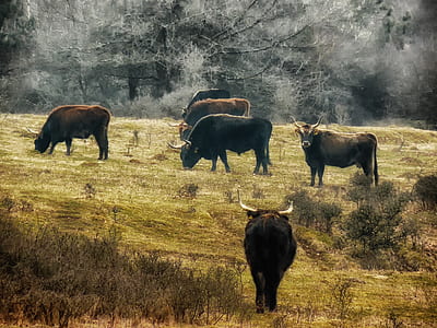 landscape photography of herd of cows thumbnail