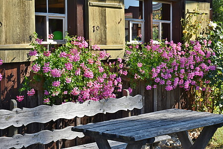 pink flowering plants near gray picnic table thumbnail