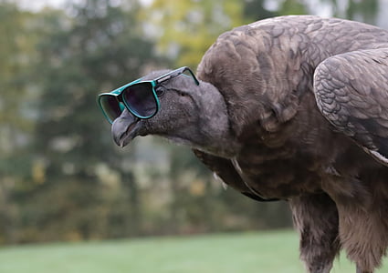 black vulture wearing sunglasses thumbnail