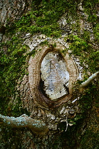 brown wood slab thumbnail