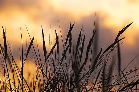wheat plant photo during golden hour thumbnail