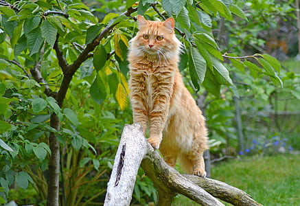 orange Tabby cat on brown branch thumbnail