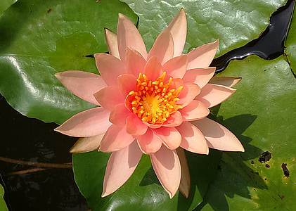 pink lutos flower thumbnail