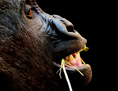 black monkey macro photography thumbnail