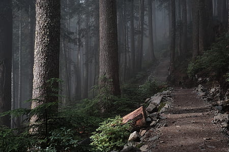 footpath beside woods and trees thumbnail