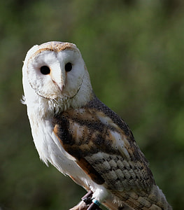 close-up photography of white and black owl thumbnail