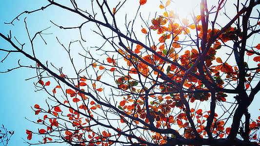 autumn, fall, leaves, nature, sky thumbnail