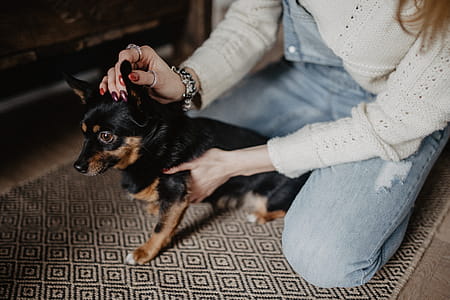 Petting the little cute dog thumbnail