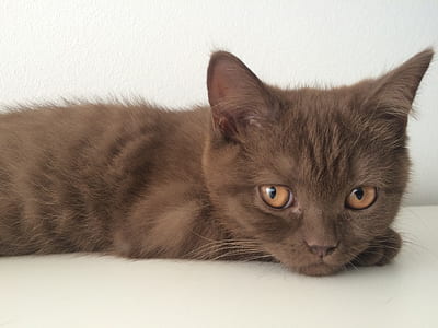 short-fur brown cat thumbnail
