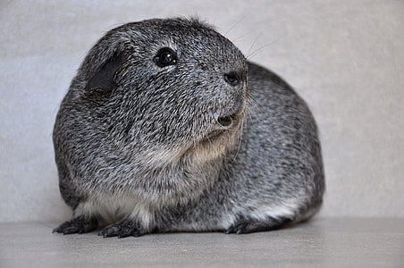 gray rodent on brown surface thumbnail