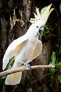 close-up photo of white cockatoo perching on branch during daytime thumbnail