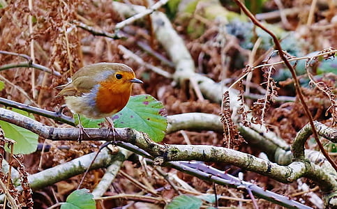 brown bird on tree brance thumbnail