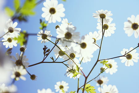 photo of white petaled flowers thumbnail