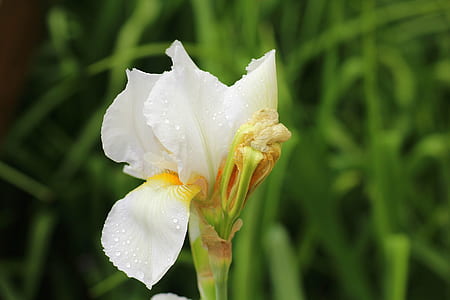 white iris flower blooming at daytime thumbnail