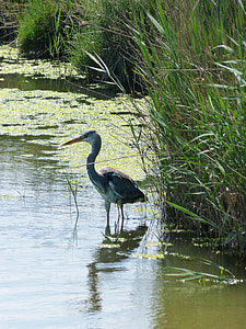 Parc Natural De Delta De L'Ebre, Heron thumbnail