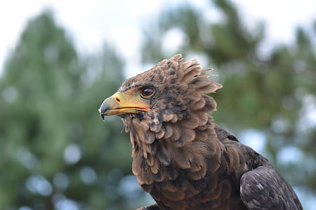 selected-focus photo of brown and black bird thumbnail