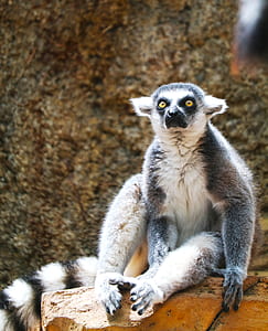 white and gray animal sitting on rock during daytime thumbnail