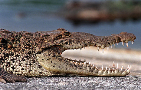shallow focus photography of brown crocodile thumbnail