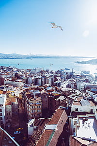 gull flying above buildings near sea under blue sky thumbnail