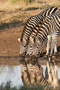 three zebras drinking water thumbnail