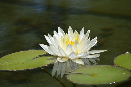white lotus flower on body of water thumbnail