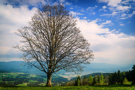 brown withered tree under white clouds thumbnail