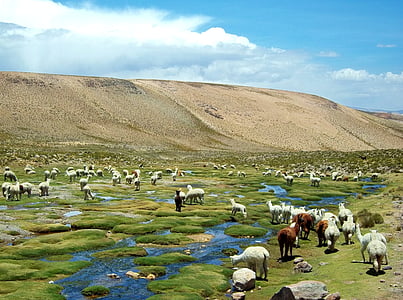 herd of sheep on grass field thumbnail