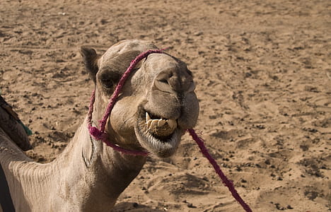 brown camel on desert thumbnail