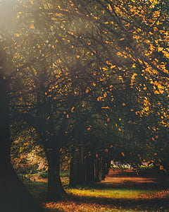 pathway between green leafed trees thumbnail