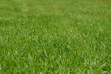 Green Grass thumbnail