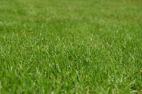 green grass lawn thumbnail