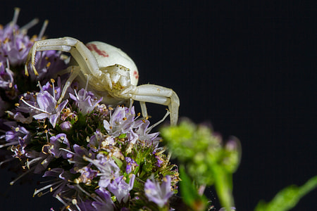 Goldenrod Crab Spider, Misumena Vatia thumbnail