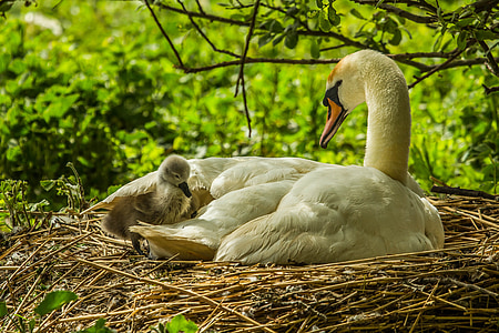 white duck with duckling in brown nest thumbnail