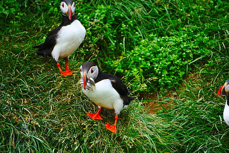 puffin birds on top grass thumbnail