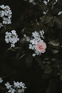 selective focus photography of white and pink flowers thumbnail