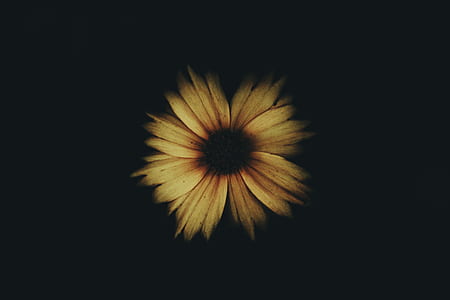 macro shot of yellow sunflower thumbnail